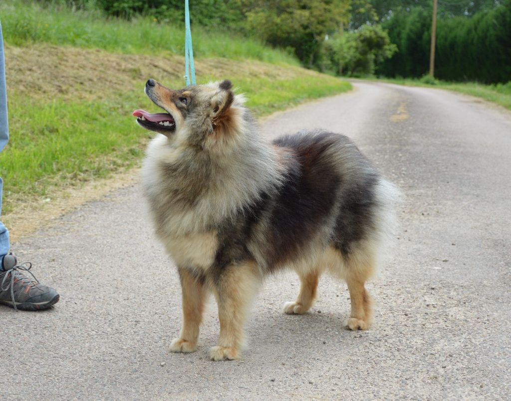 Les Chien finnois de Laponie de l'affixe of artic cobaka