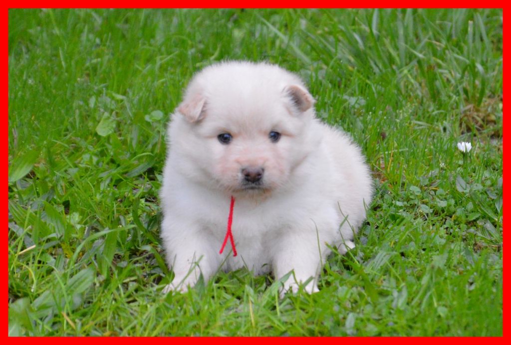 of artic cobaka - Chiot disponible  - Chien finnois de Laponie