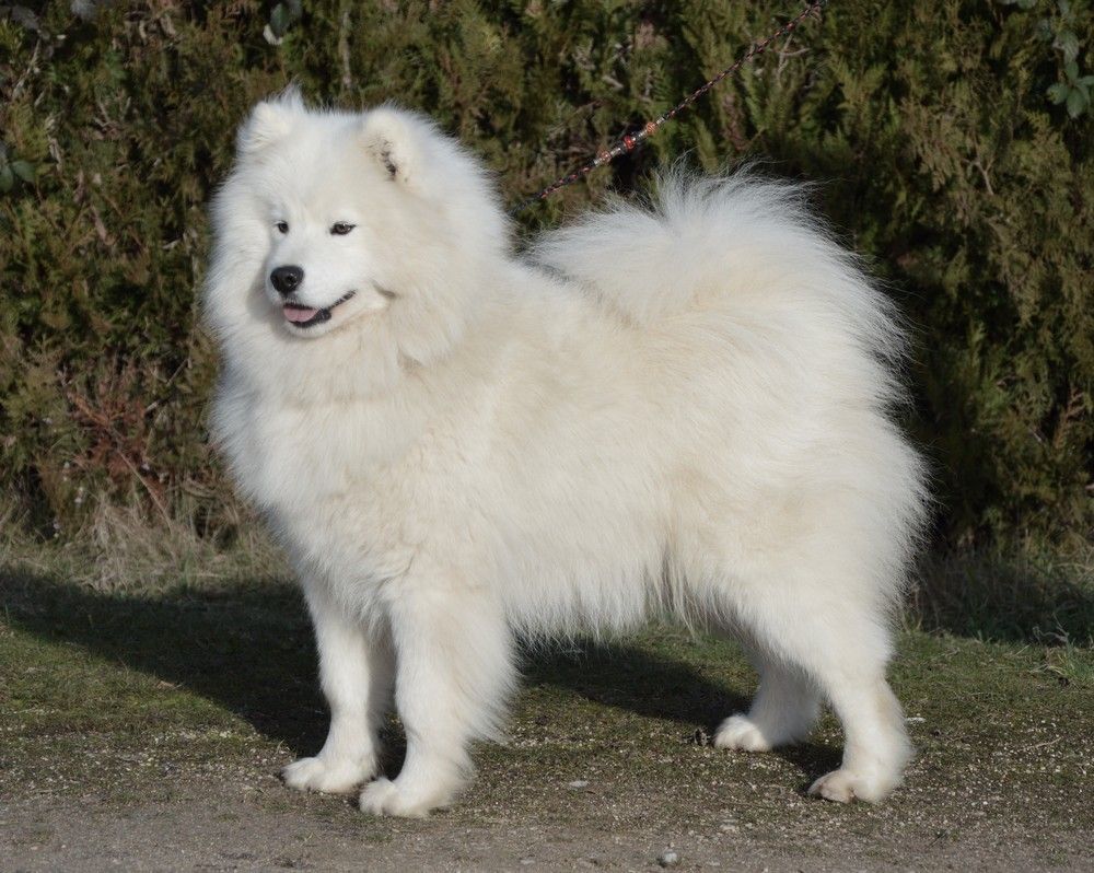Royale rehane of artic cobaka