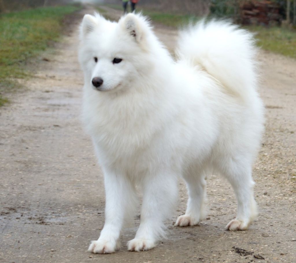 Ultra pixie of artic cobaka
