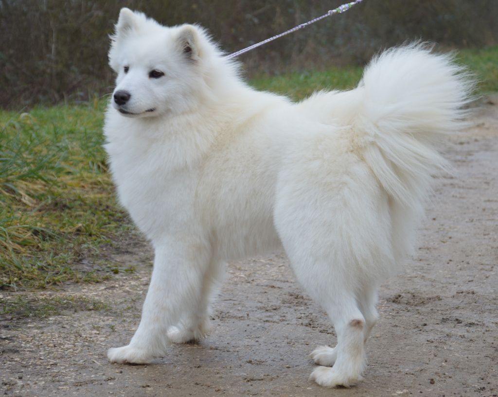 Ultra uriell of artic cobaka