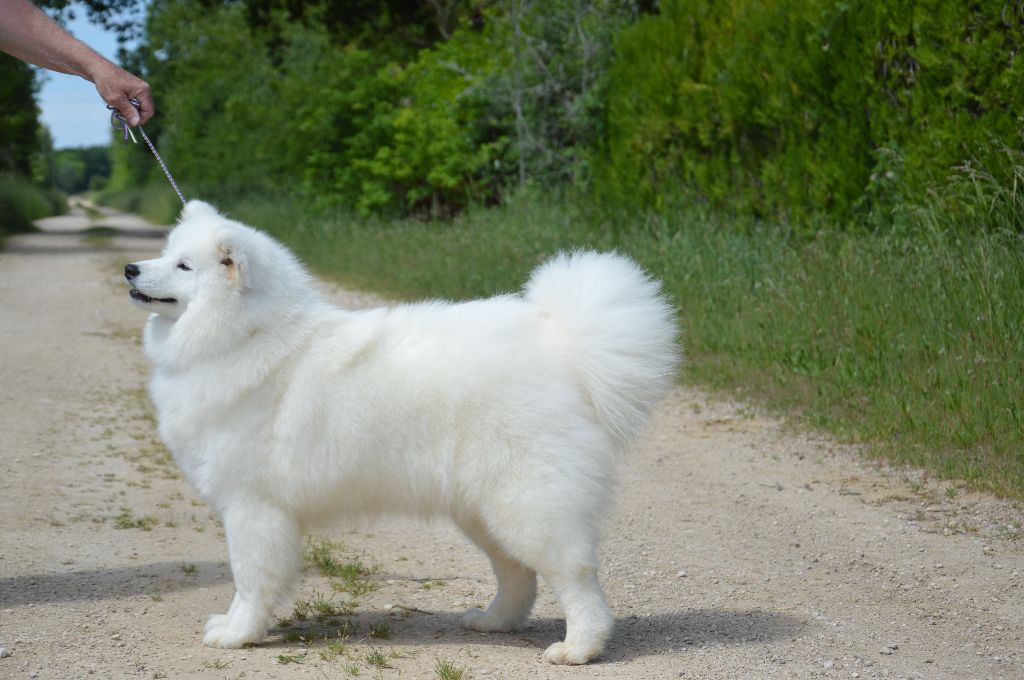 Vassavoir wanda of artic cobaka