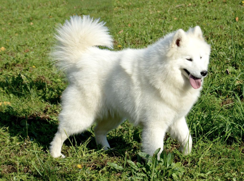 Vador yaddle of artic cobaka