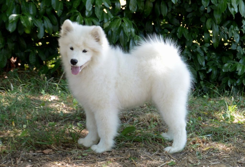 smiling miracle Top dream accara