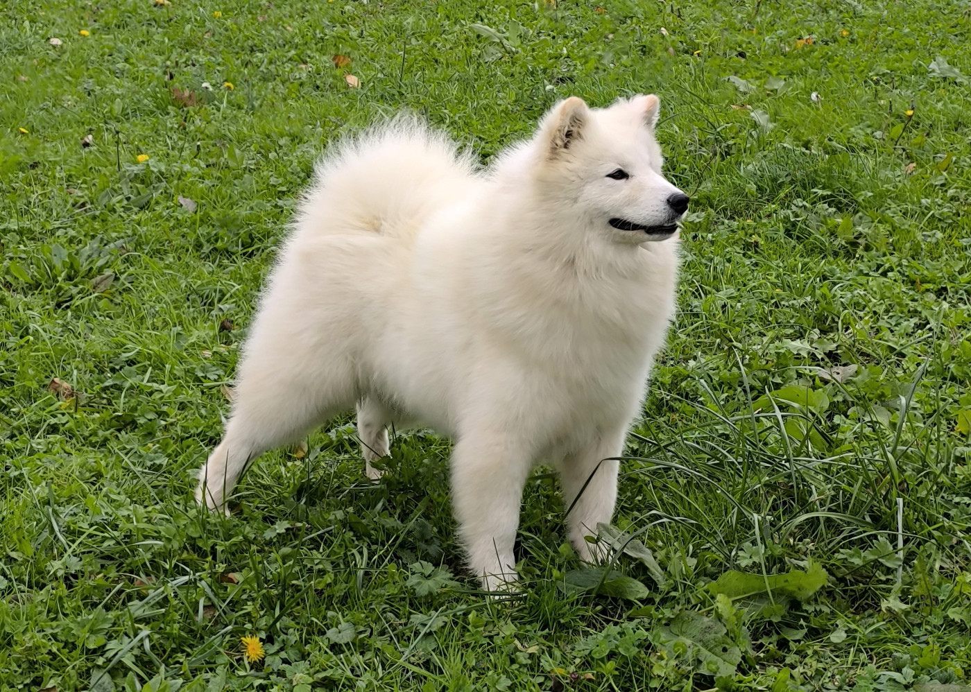 Volare verynn of artic cobaka