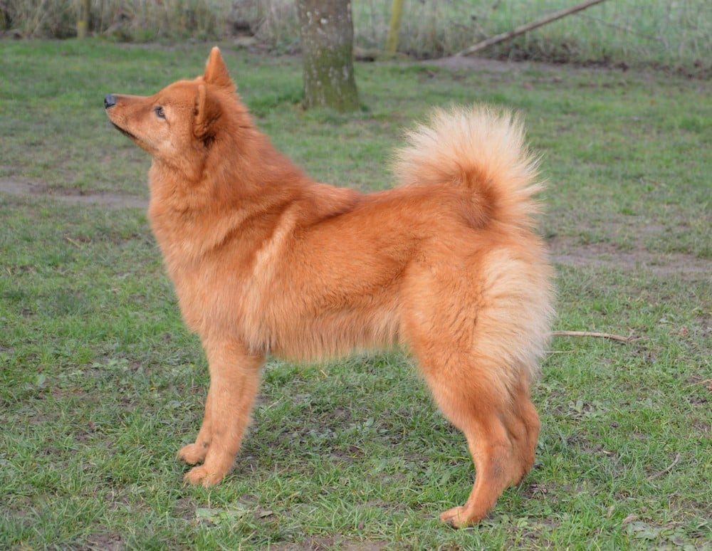 kroytsberg Aymie moonlight