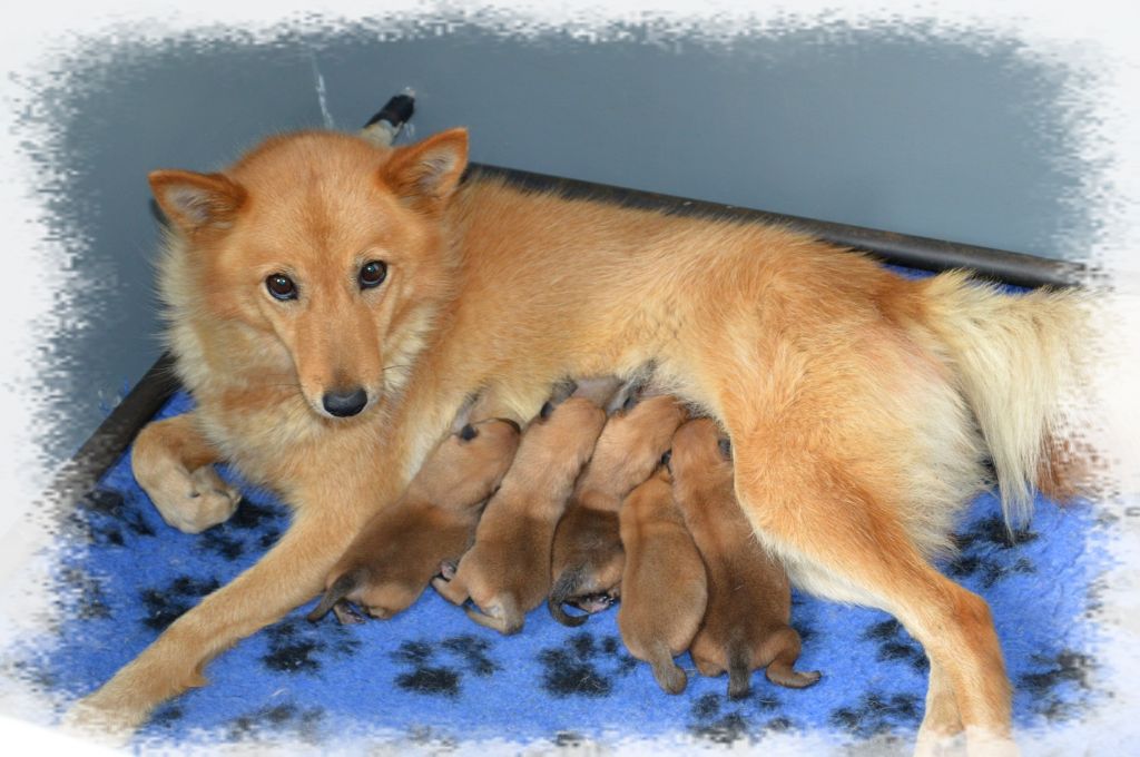 of artic cobaka - Chiots disponibles - Spitz Finlandais