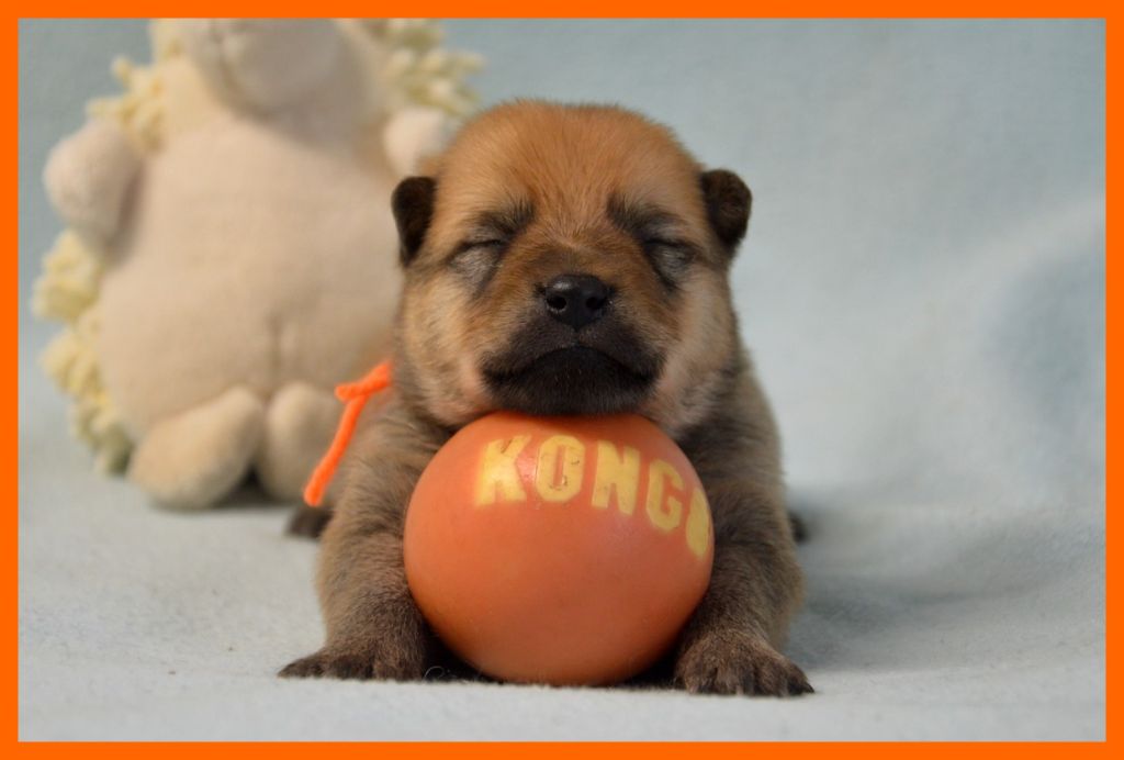 of artic cobaka - Chiots disponibles - Spitz Finlandais