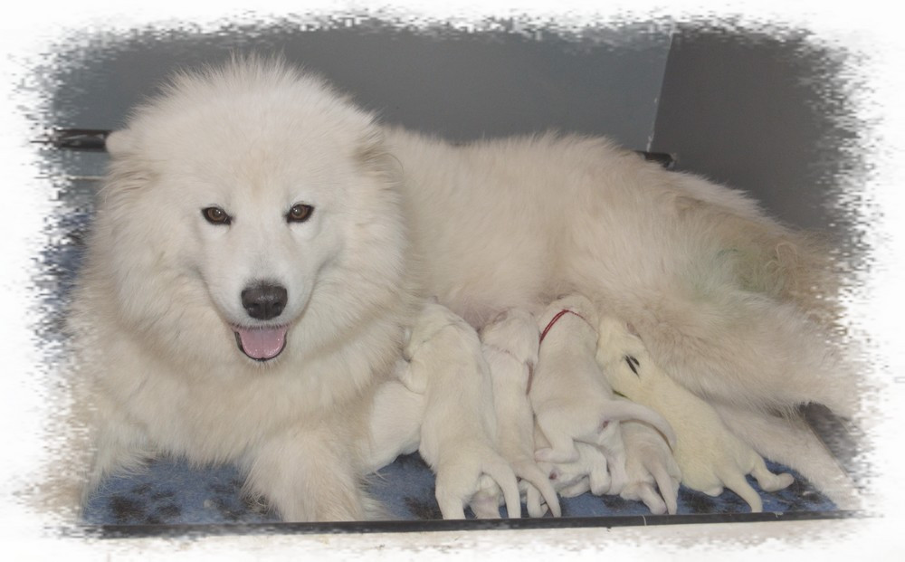 Chiot Samoyède of artic cobaka