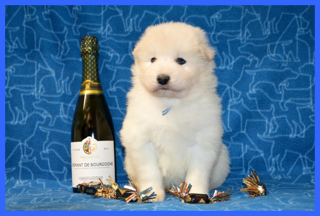 of artic cobaka - Chiots disponibles - Samoyède