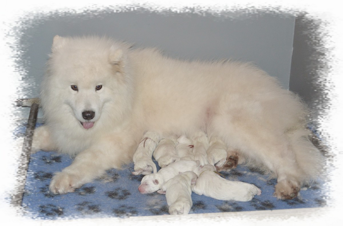 Chiot Samoyède of artic cobaka