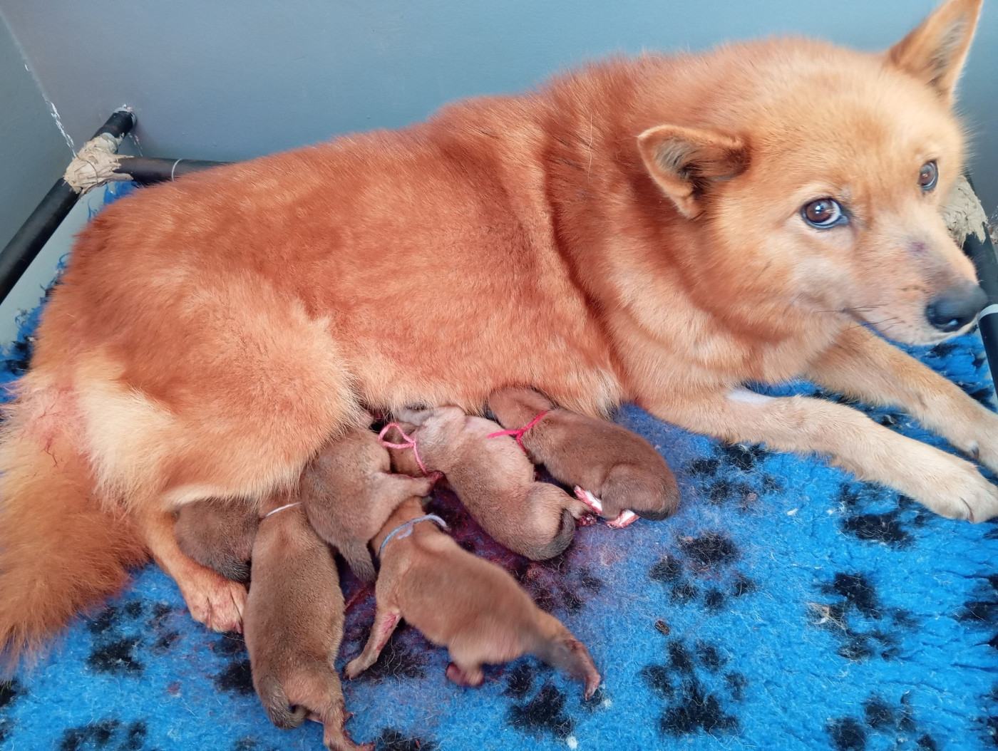 of artic cobaka - Chiots disponibles - Spitz Finlandais