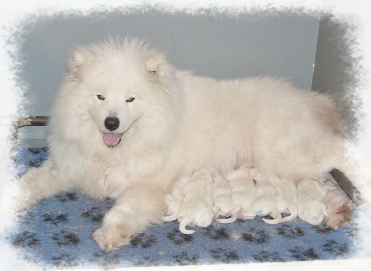 of artic cobaka - Samoyède - Portée née le 23/02/2026