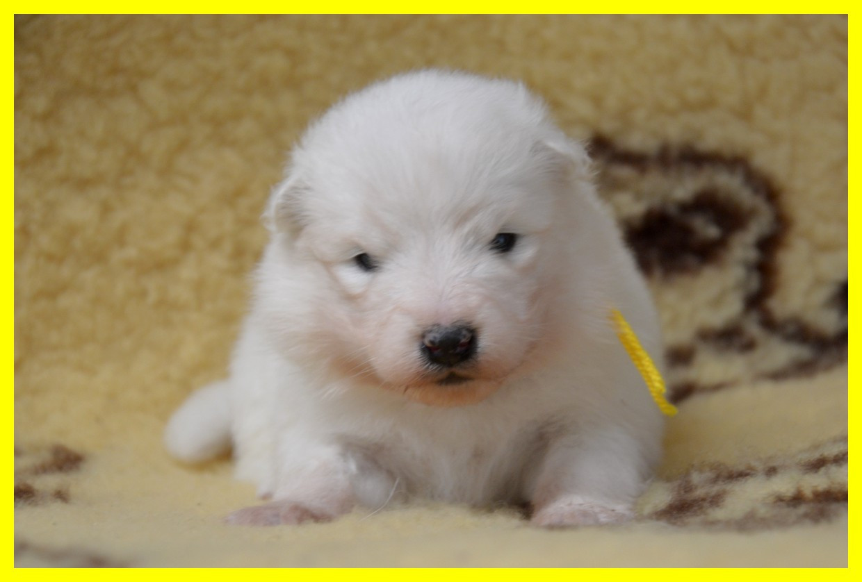 of artic cobaka - Chiots disponibles - Samoyède