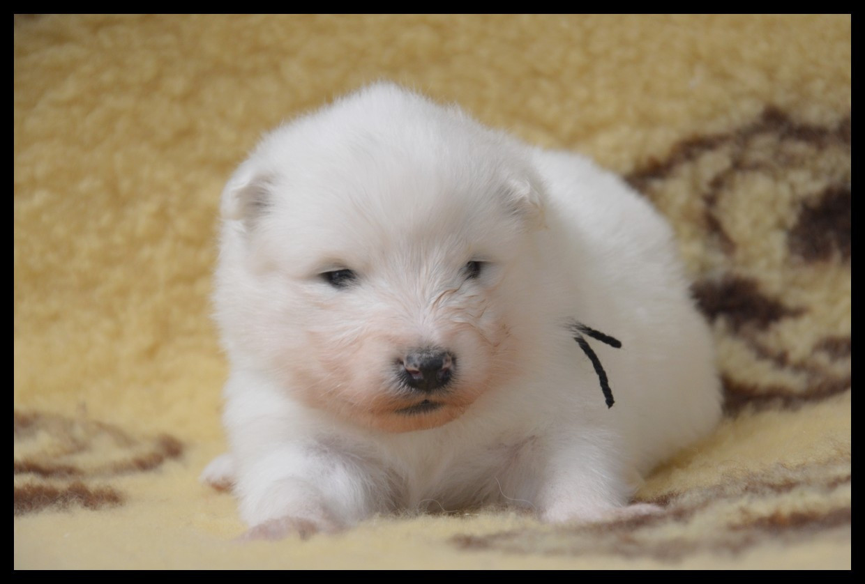 of artic cobaka - Chiots disponibles - Samoyède