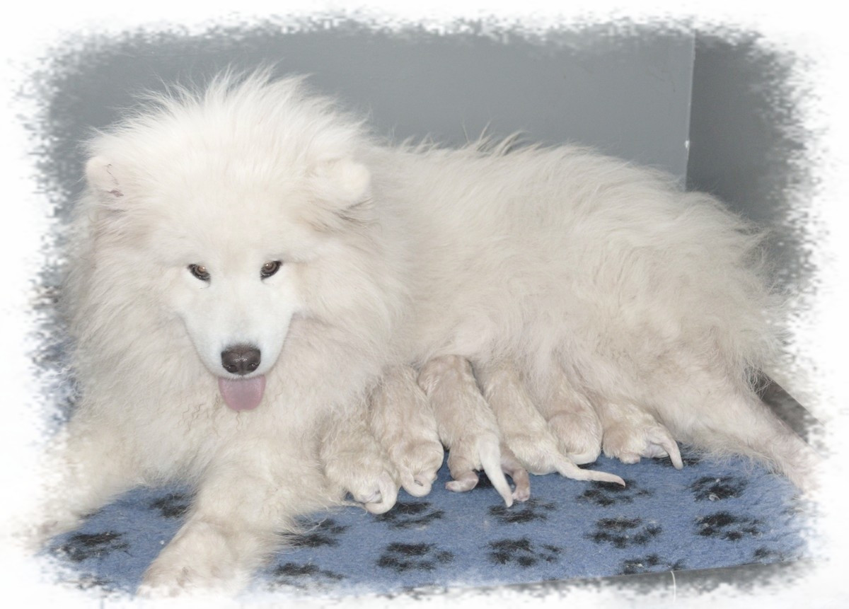 of artic cobaka - Samoyède - Portée née le 14/03/2026