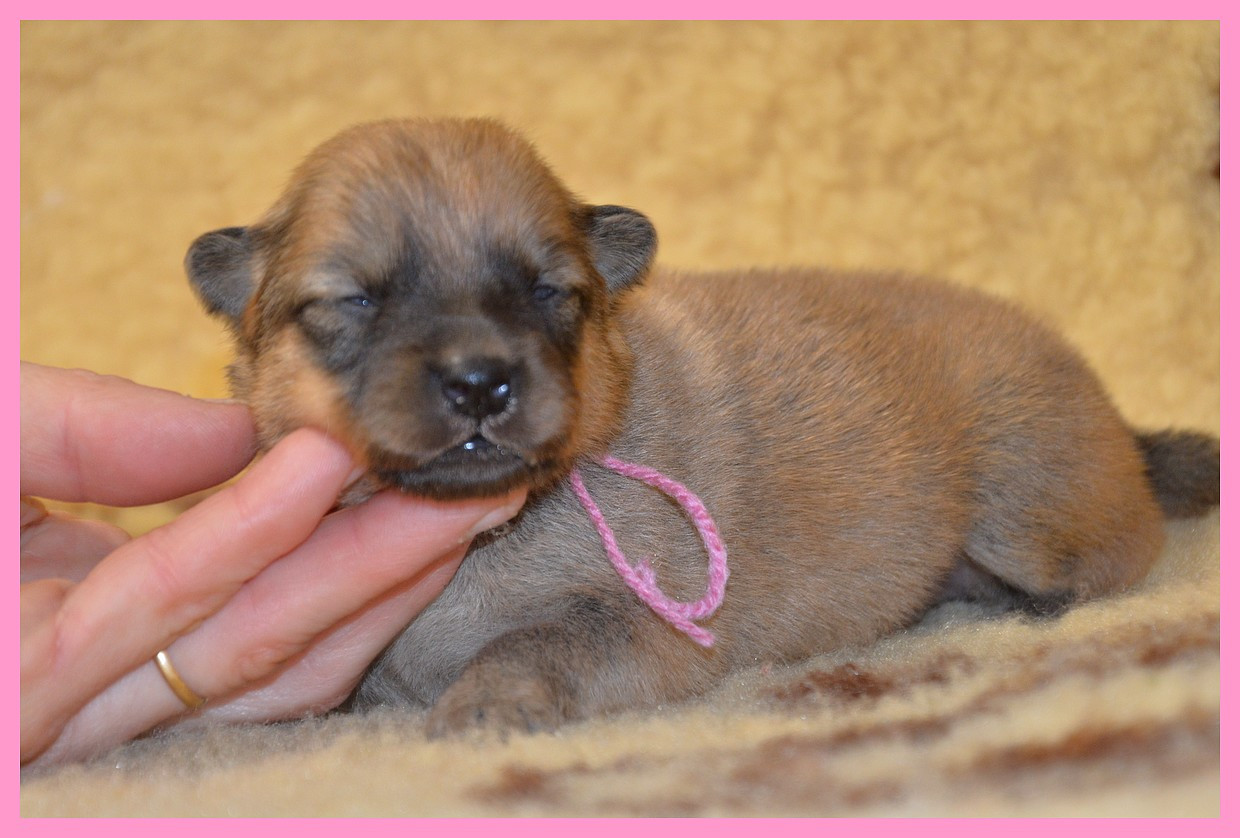 of artic cobaka - Chiots disponibles - Spitz Finlandais