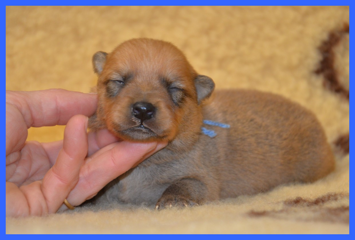 of artic cobaka - Chiots disponibles - Spitz Finlandais