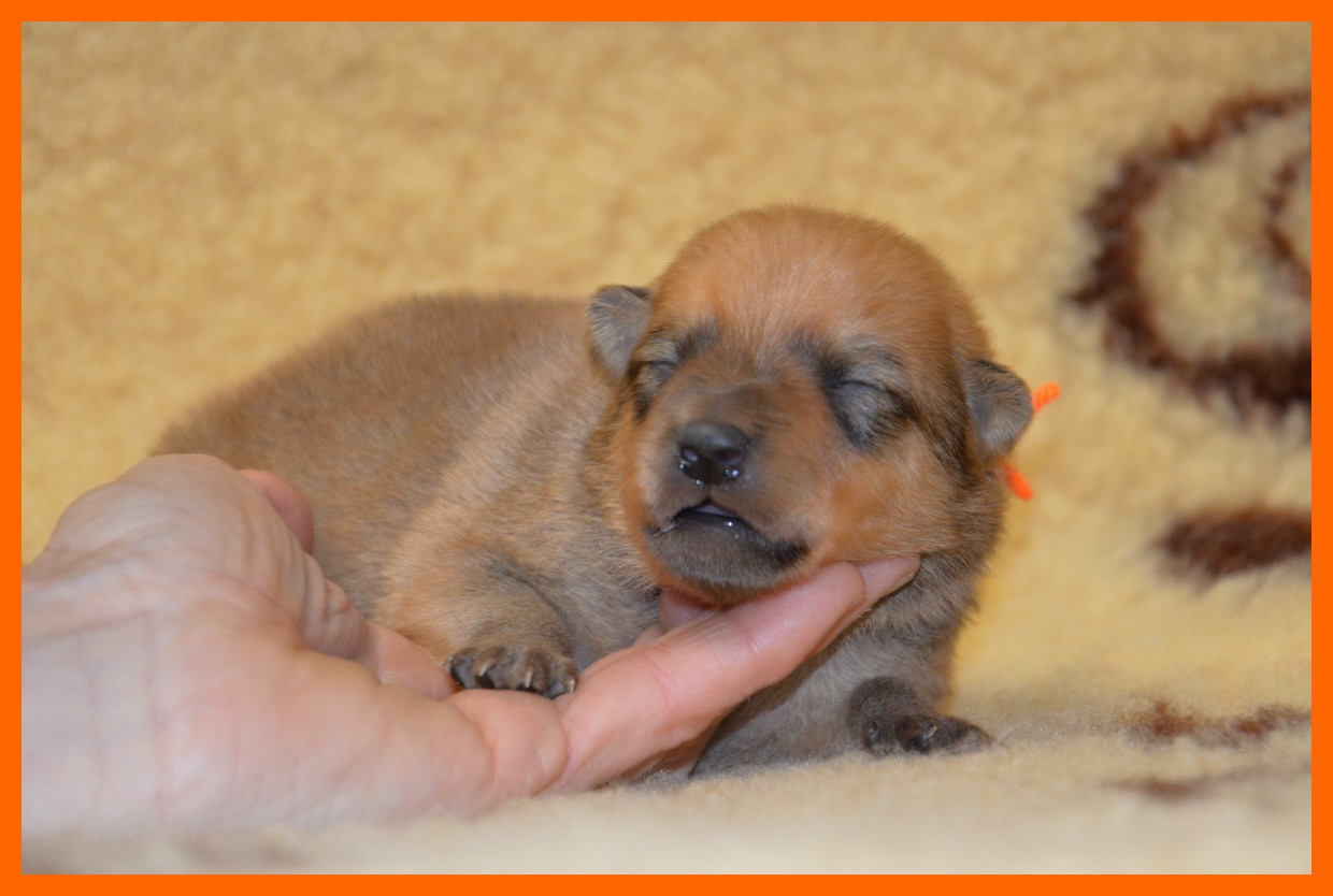 of artic cobaka - Chiots disponibles - Spitz Finlandais