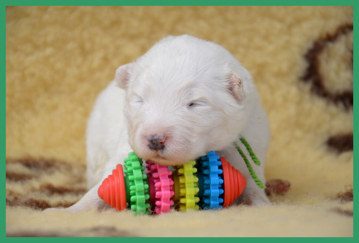 of artic cobaka - Chiots disponibles - Samoyède