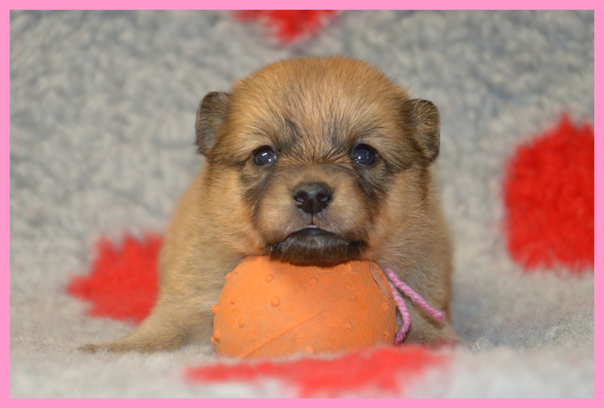 of artic cobaka - Chiots disponibles - Spitz Finlandais