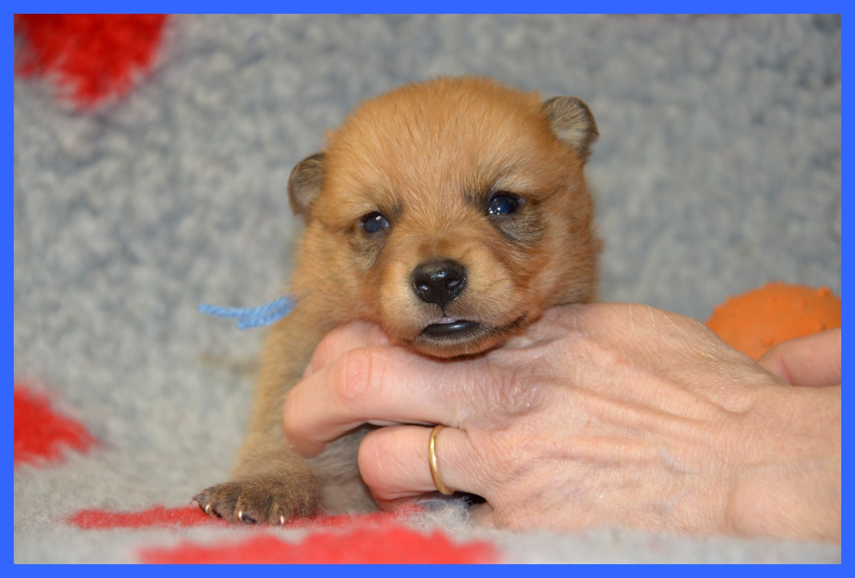 of artic cobaka - Chiots disponibles - Spitz Finlandais