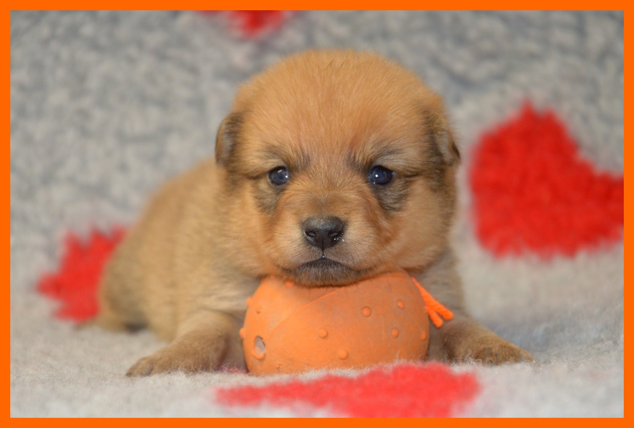 of artic cobaka - Chiots disponibles - Spitz Finlandais