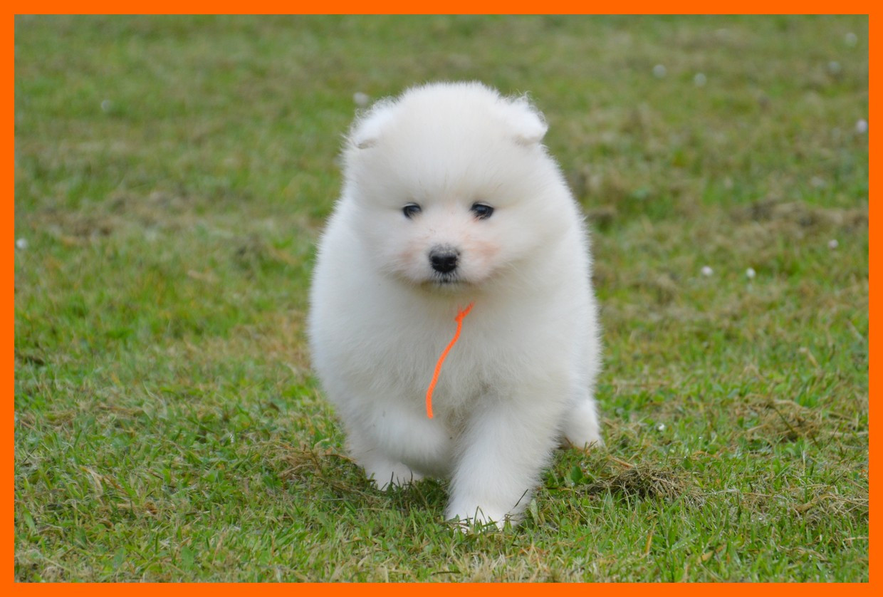 of artic cobaka - Chiots disponibles - Samoyède