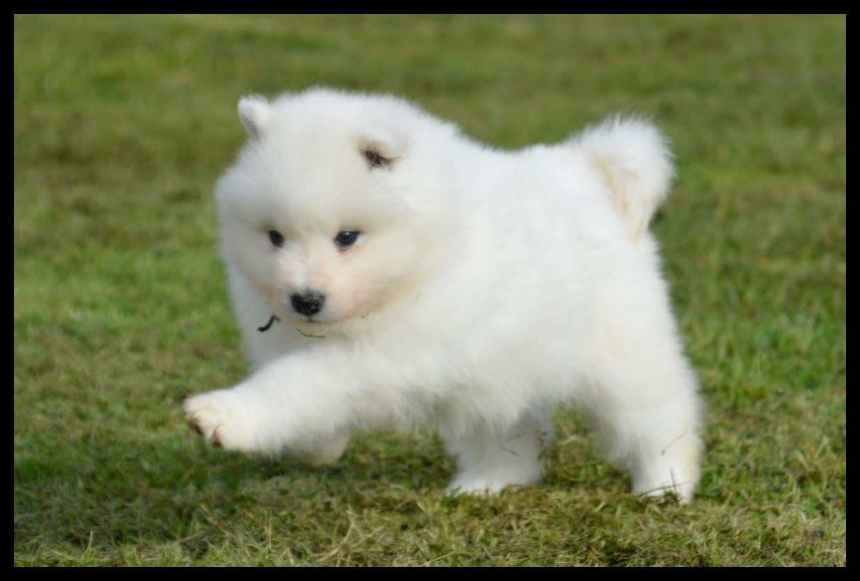 of artic cobaka - Chiots disponibles - Samoyède