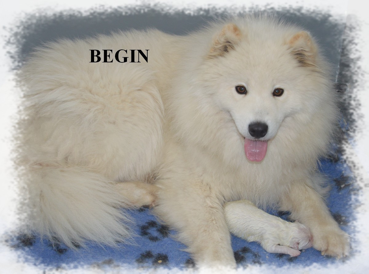 of artic cobaka - Chiots disponibles - Samoyède