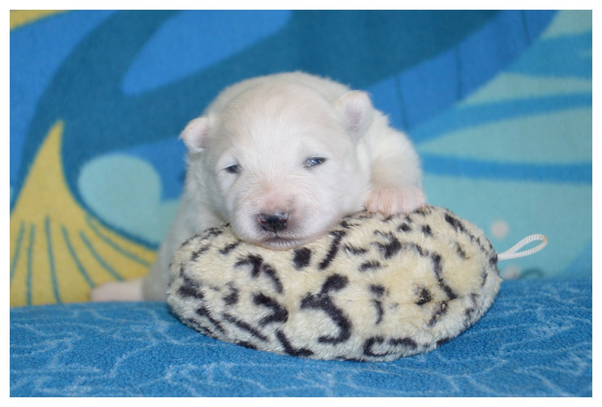 of artic cobaka - Chiots disponibles - Samoyède