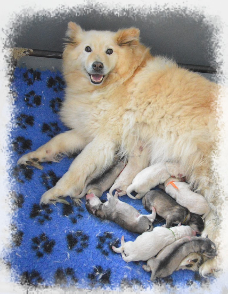 of artic cobaka - Chiots disponibles - Chien finnois de Laponie