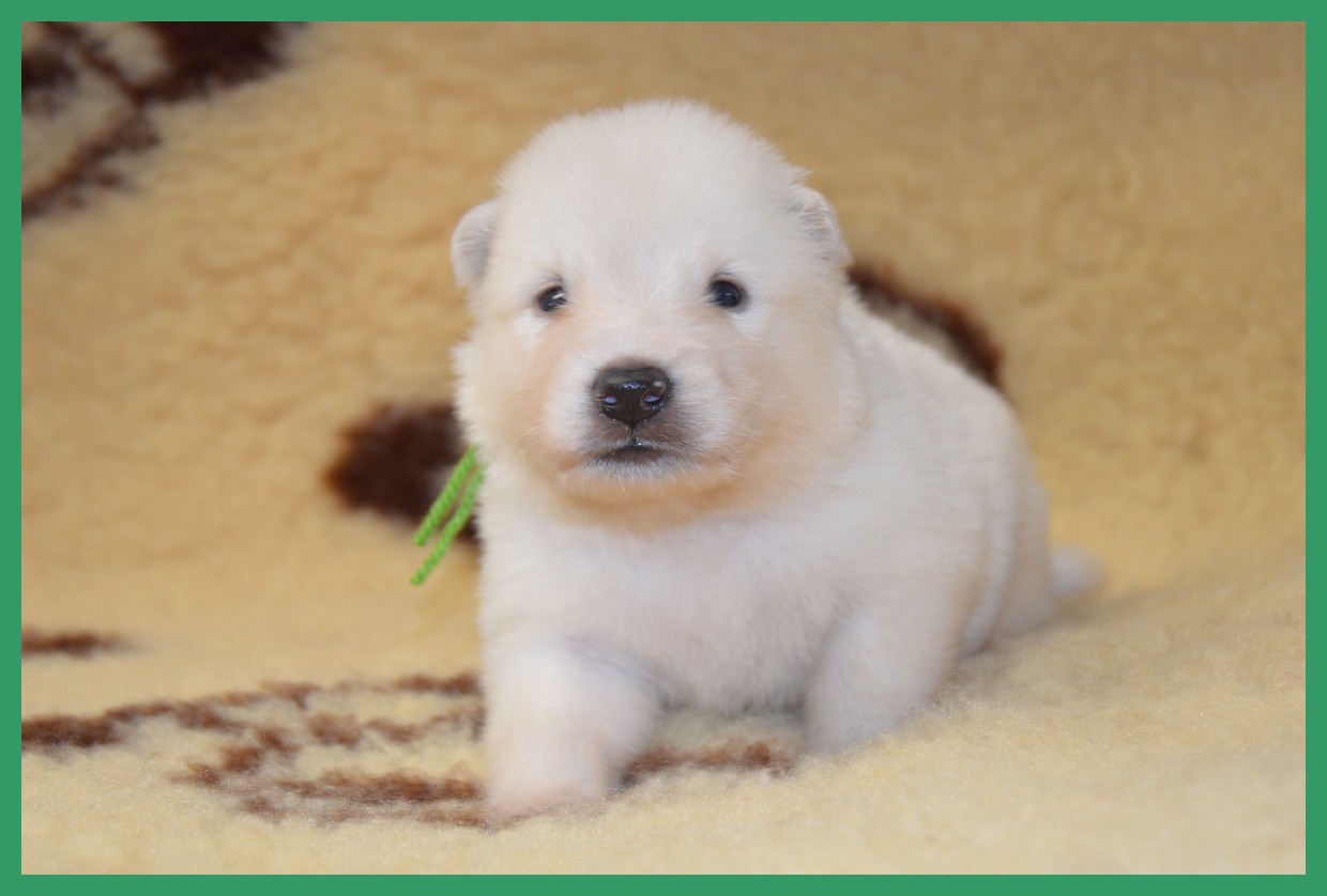 of artic cobaka - Chiots disponibles - Chien finnois de Laponie