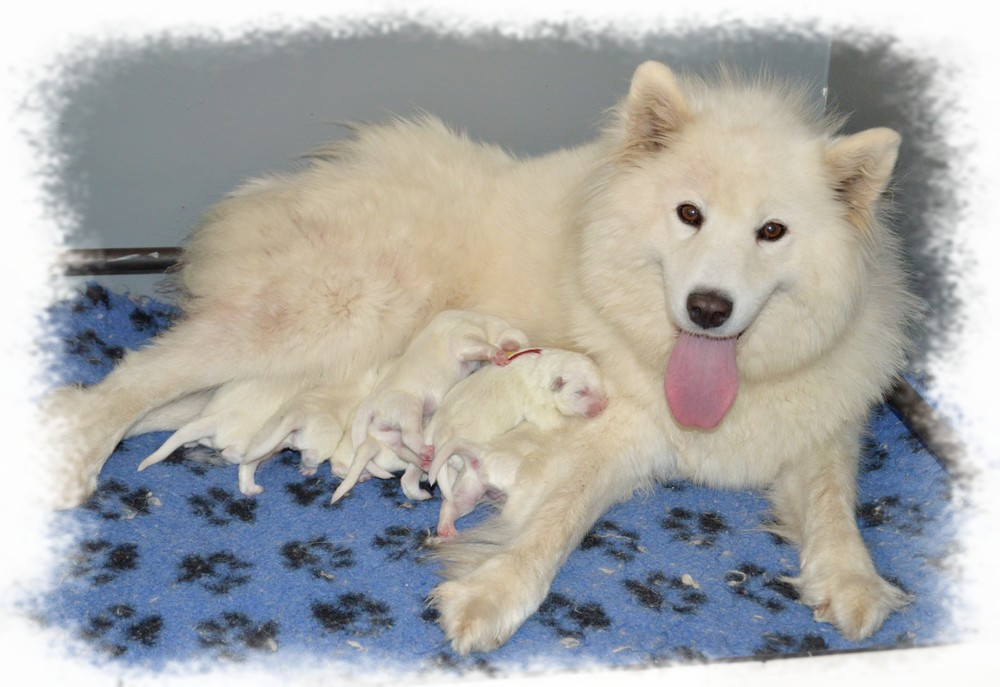 of artic cobaka - Chiots disponibles - Samoyède