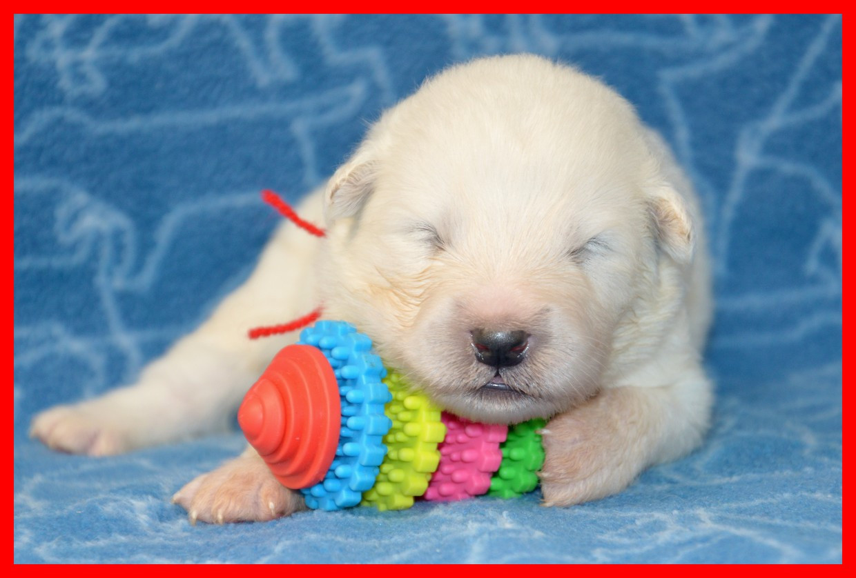 of artic cobaka - Chiots disponibles - Samoyède