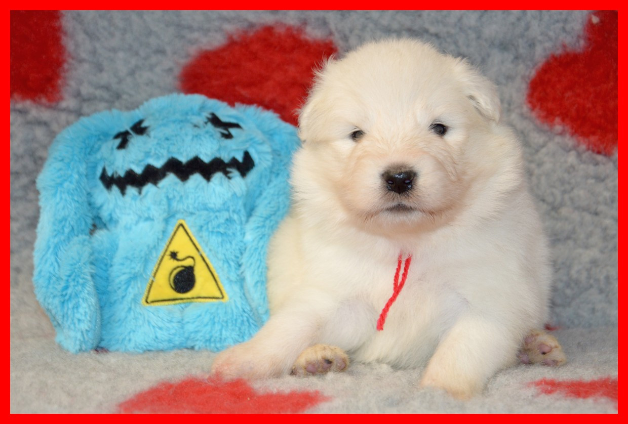 of artic cobaka - Chiots disponibles - Samoyède