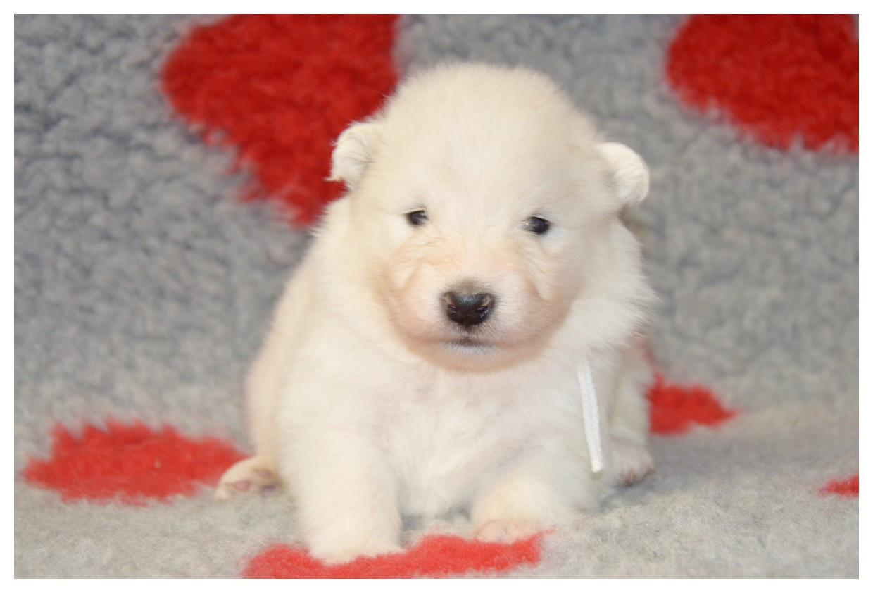 of artic cobaka - Chiots disponibles - Samoyède