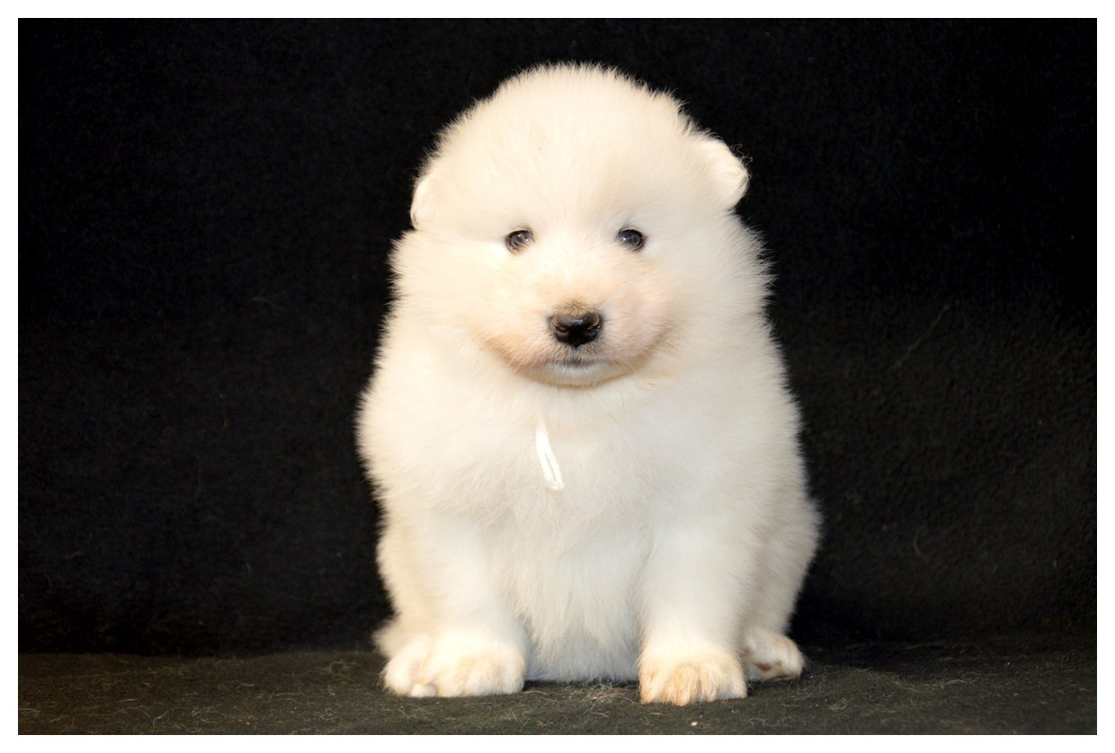 of artic cobaka - Chiots disponibles - Samoyède