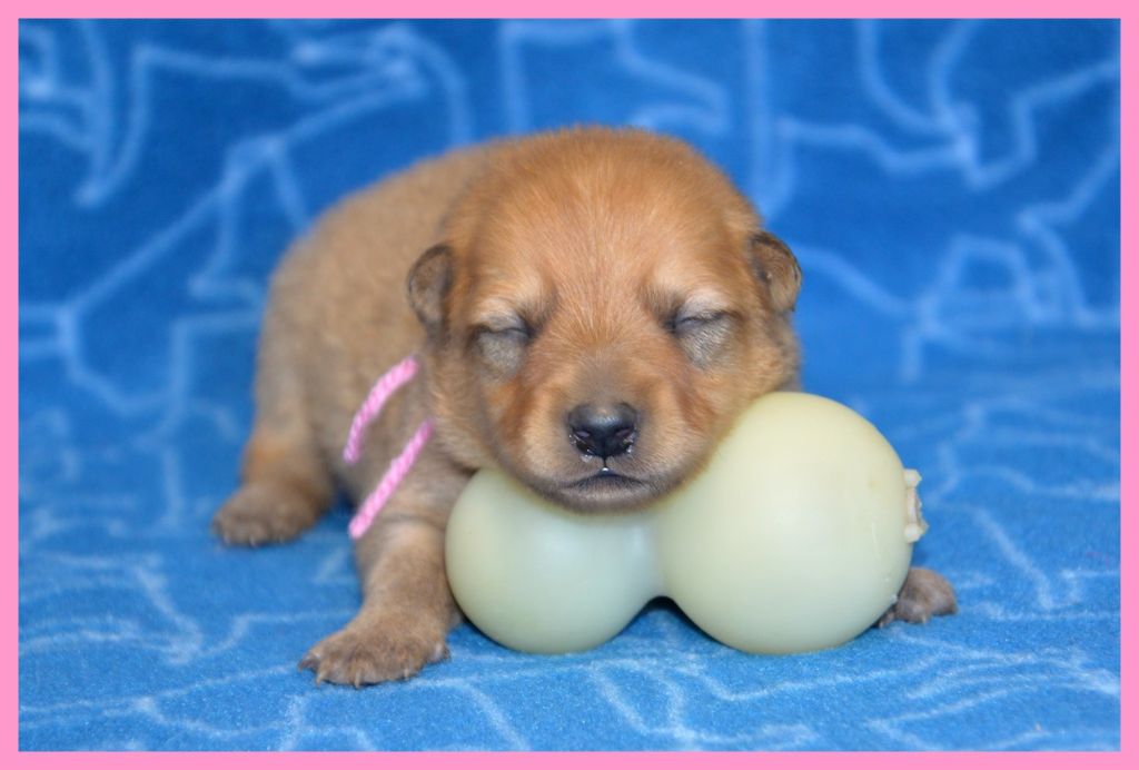 of artic cobaka - Chiots disponibles - Spitz Finlandais