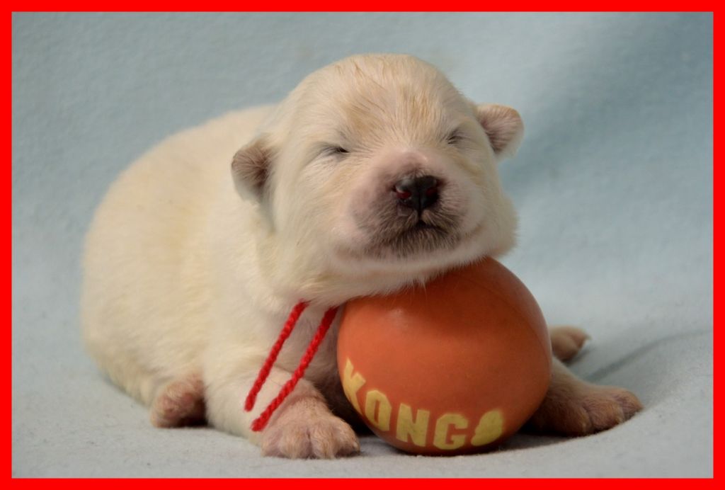 of artic cobaka - Chiots disponibles - Samoyède