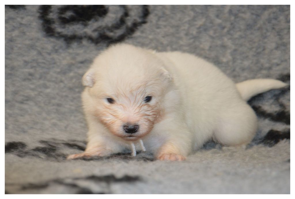 of artic cobaka - Chiots disponibles - Samoyède