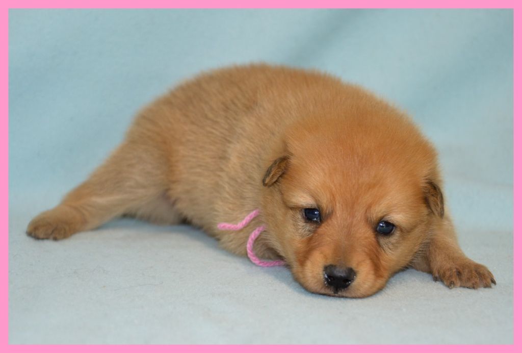 of artic cobaka - Chiots disponibles - Spitz Finlandais