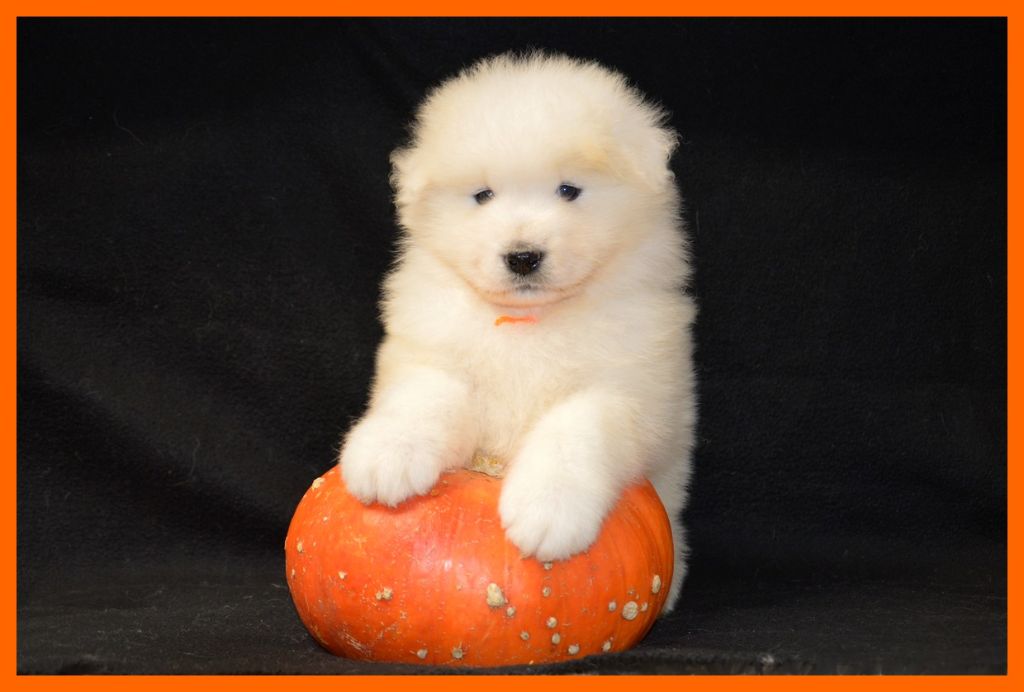 of artic cobaka - Chiots disponibles - Samoyède