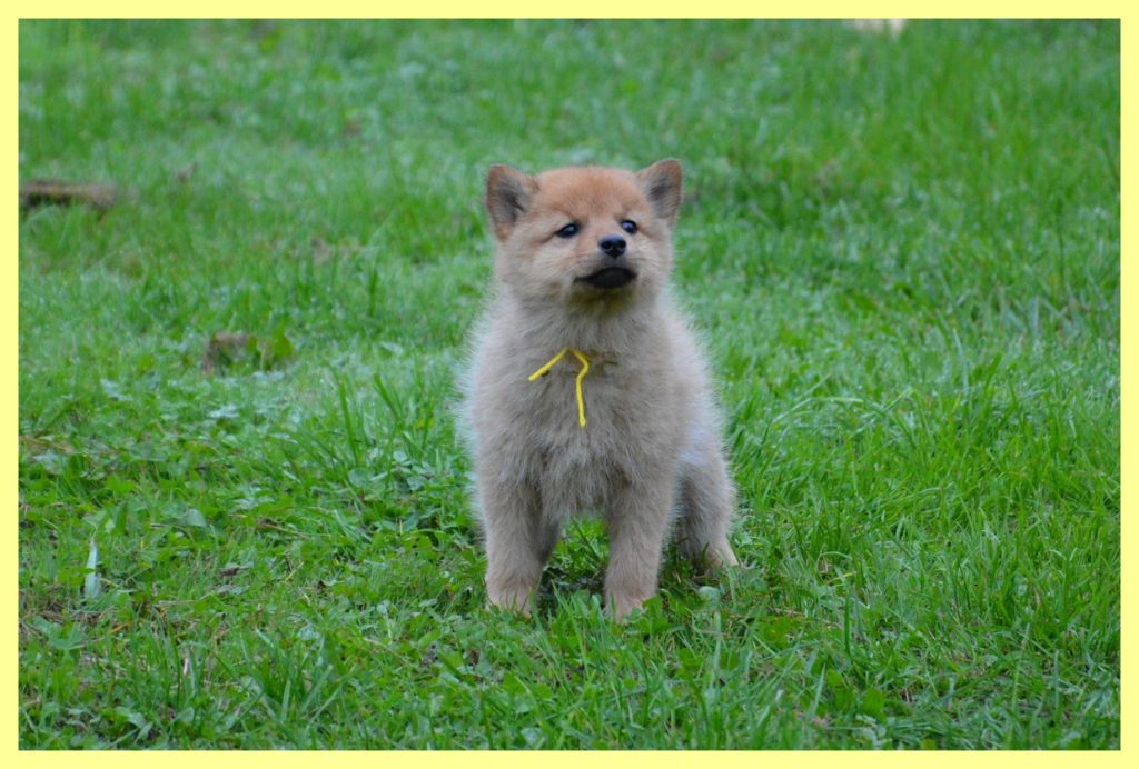 of artic cobaka - Chiots disponibles - Spitz Finlandais