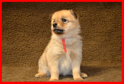 CHIOT
