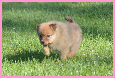 CHIOT 2