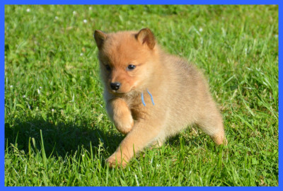 CHIOT 4