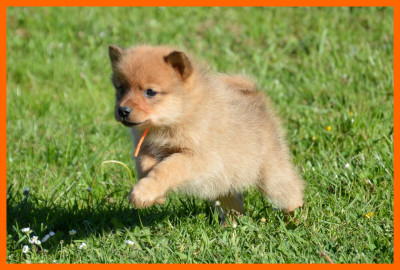 CHIOT 6