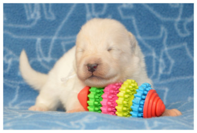 CHIOT 2