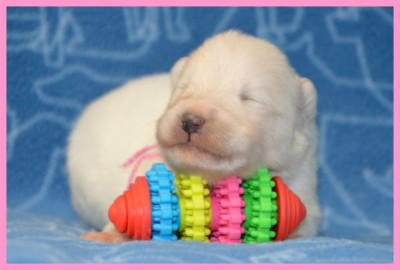 CHIOT 3